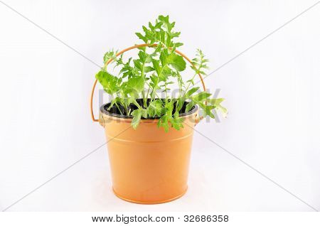 Rucola fresca piantato nel secchio metallico arancio