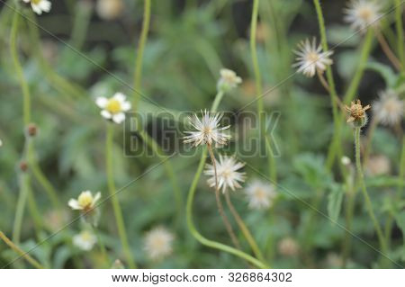 Wild Flowers Blossom On Green Background. Beautiful Fresh Nature Meadow Background.