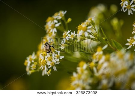 Honey Bees On Parasol Whitetop Wildflowers In The Chequamegon National Forest.