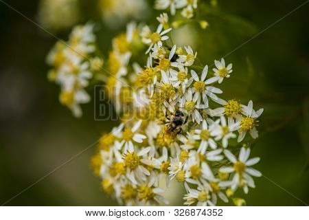 Honey Bees On Parasol Whitetop Wildflowers In The Chequamegon National Forest.