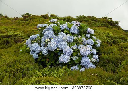Poco da ribeira do ferreiro, Flores, Azores, Portugal