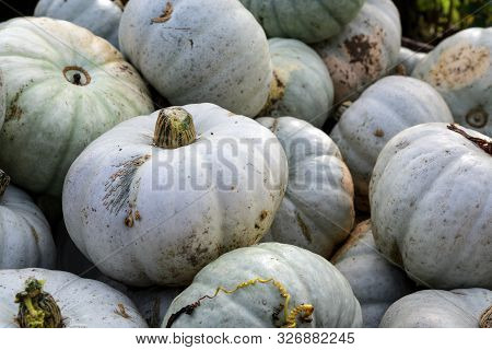 Heap Of Gray Pumpkins On A Farmers Market, Decorative Autumn Vegetable For Halloween And Thanksgivin