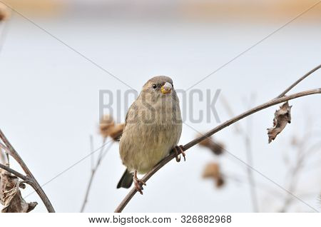 The House Sparrow (passer Domesticus) Is A Bird Of The Sparrow Family Passeridae.