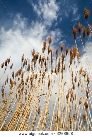 Reed
