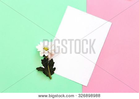 White Chrysanthemum With Copy Space On A Green And Pink Background