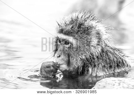 Black And White Portrait Of Snow Monkey (macaca Fuscata) From Jigokudani Monkey Park In Japan. Cute 
