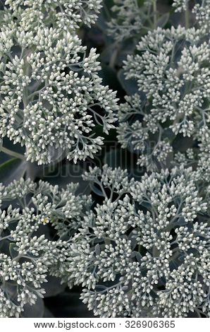 Lot Of Blooming Hylotelephium Telephium White Flowers With Green Leaves And Stems
