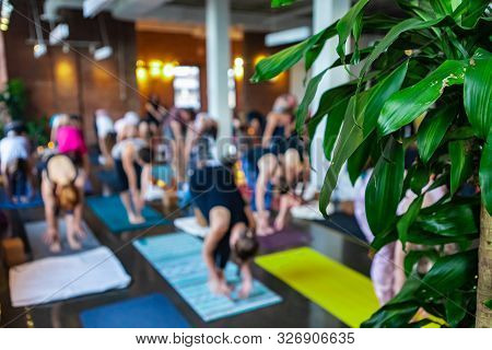 A Green Plant Is Seen At The Front Of A Gymnasium During A Workshop Honoring 108 Rounds Of Surya Nam