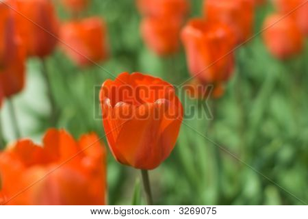 Piros tulipán