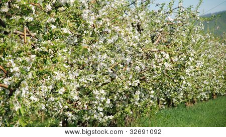 fiore di Apple