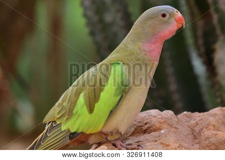 Princess Parrot (polytelis Alexandrae)