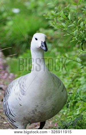 Front View Of An Upland Goose (chloephaga Picta)