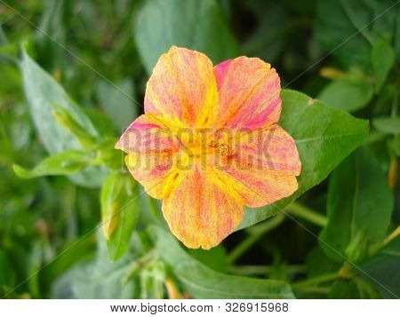 Flower Marvel Of Peru, False Jalap, Mirabilis Jalapa, Don Diego De Noche.