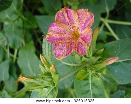 Flower Marvel Of Peru, False Jalap, Mirabilis Jalapa, Don Diego De Noche.