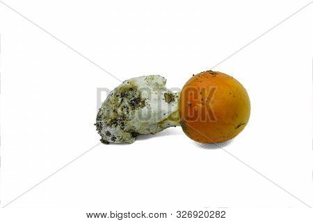 Raw Wild Ova Isolated Mushroom Fungus On White Backgroun, Autumn Food Ingredient