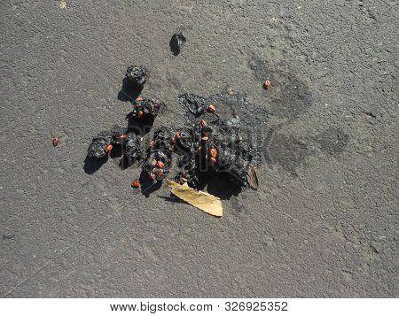 Dark Coyote Scats On Paved Surface In Plymouth,california
