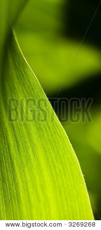 Cornleaf