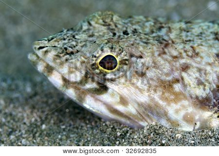 Close-up van een lizardfish in de rode zee.