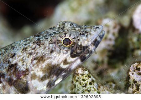 Close-up van een lizardfish in de rode zee.