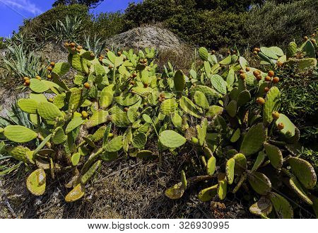 Opuntia Stricta - Prickly Pear Cactus - Vernazza, Cinque Terre, Italy