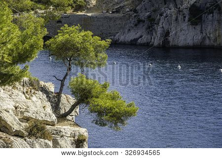 Tree In Front Of Blue Turquoise Water Of Calanque National Park, South France