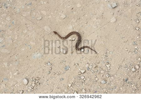 Gloydius Halys Snake. Halys Pit Viper On The Ground
