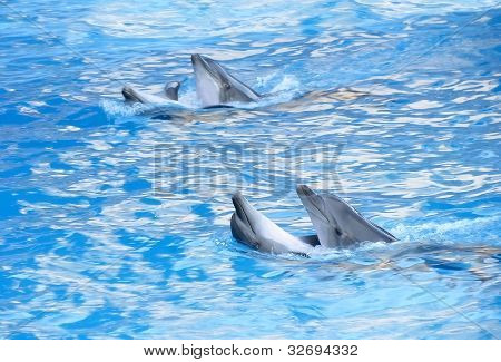 Dolphin tanec