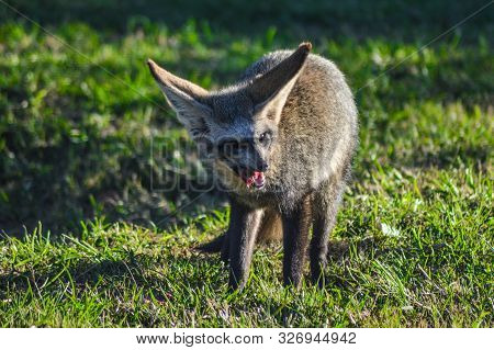 Bat Eared Fox Roaming Freely In A Johannesburg Nature Reserve South Africa