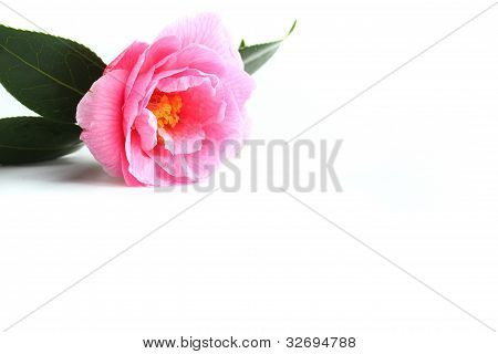 Perfekta blomman