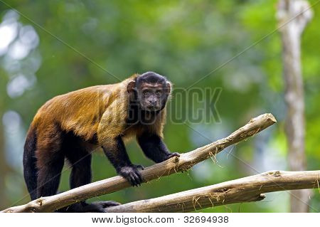 Brown Capuchin Monkey