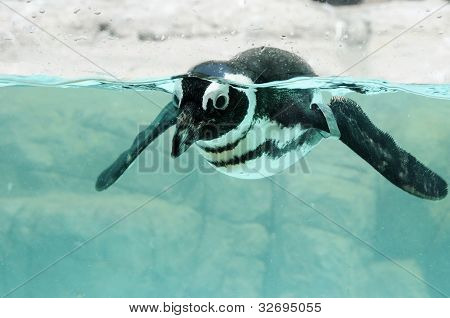 pengum