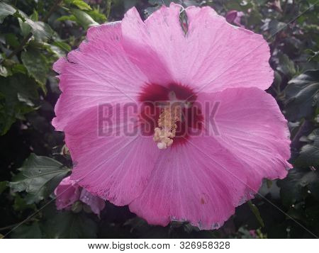 Pink Hibiscus Garden Flower In The Summer