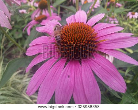 Pink Daisy Garden Flowers growing in the Spring with Bees