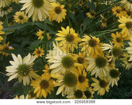 Yellow Daisy Garden Flowers Growing In The Spring