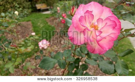 A Full Bloomed Pink And White Flower On Green Leaves. Flowers, Close.