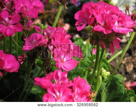 Bright Pink Summer Garden Flowers In Summer