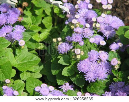 Purple Garden Flowers On Green Leaves Growing In The Summer