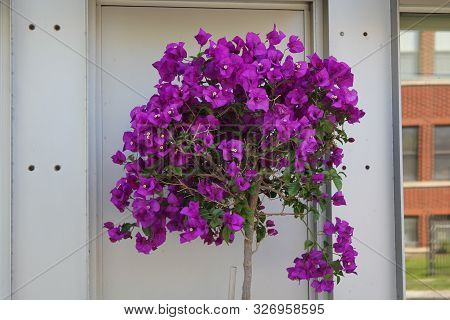 Purple Bougainvillea Flowers Against Wall In Summer