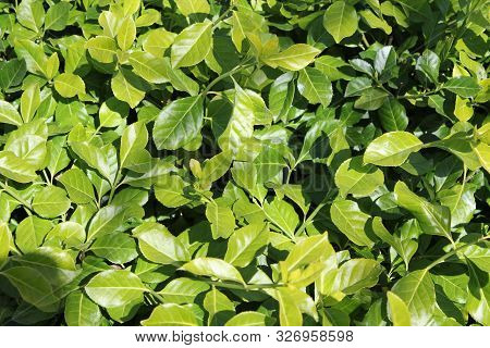 Green Garden Plant Leaves In The Summer