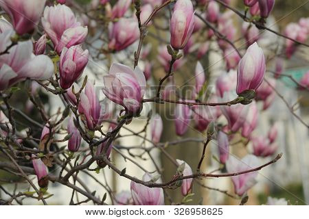 Chinese Magnolia Tree Flower Blossoms In Summer