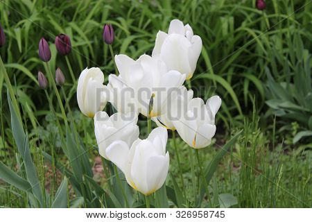 White And Purple Summer Garden Tulip Flowers