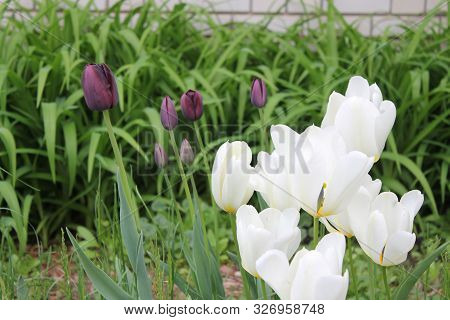 White And Purple Summer Garden Tulip Flowers