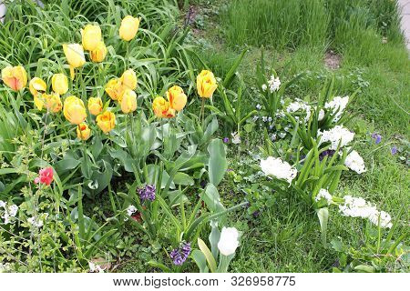 Yellow And White Summer Garden Tulip Flowers