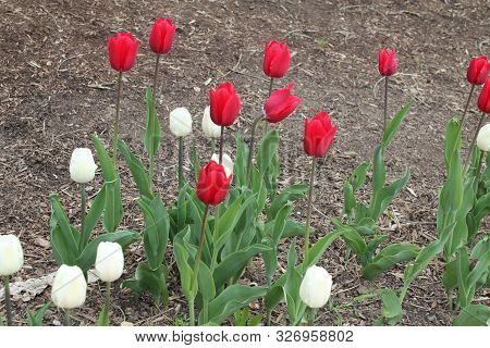 Red White Summer Garden Tulip Flowers In Summer