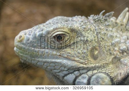 A Green Iguana Lizard Face Close Up