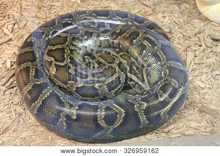 A Python Snake Coiled Up On The Ground