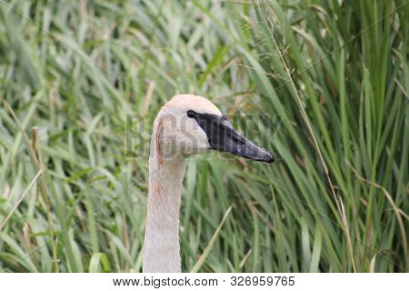 Trumpeter Swan Cygnus Buccinator Face In Marsh Vegetation
