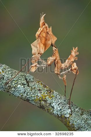 Idolomantis Diabolica On Branch