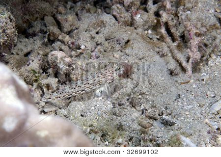 Kızıldeniz süslü shrimpgoby (vanderhorstia ornatissima).