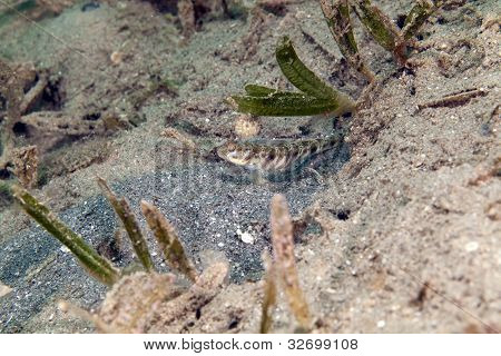 Kızıldeniz süslü shrimpgoby (vanderhorstia ornatissima).
